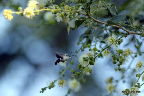 Leucostrophus alterhirundo